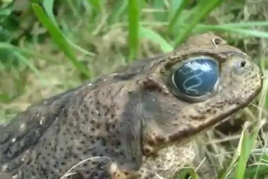 Crapaud avec un parasite dans les yeux