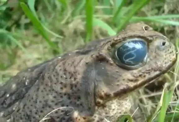 Crapaud avec un parasite dans les yeux