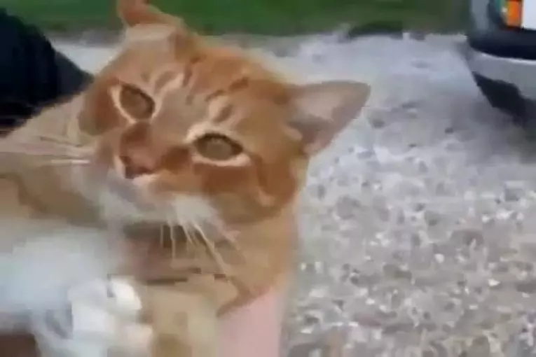 Ce minou a un problème d’alcool