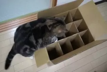 Chat frustré ne parvient pas à entrer dans la boite