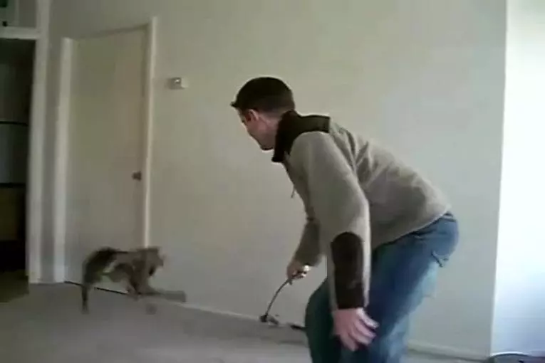 Chat sauteur