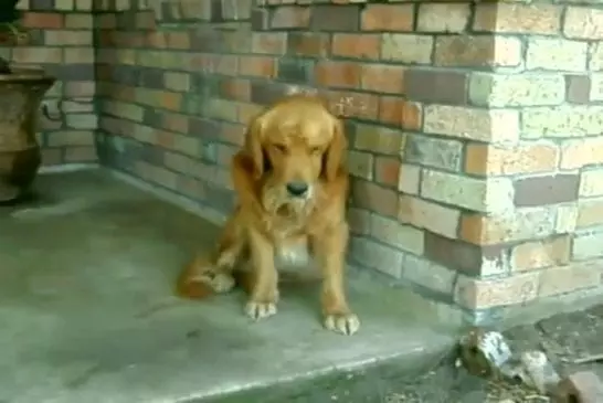 Chien fatigué mais tellement adorable