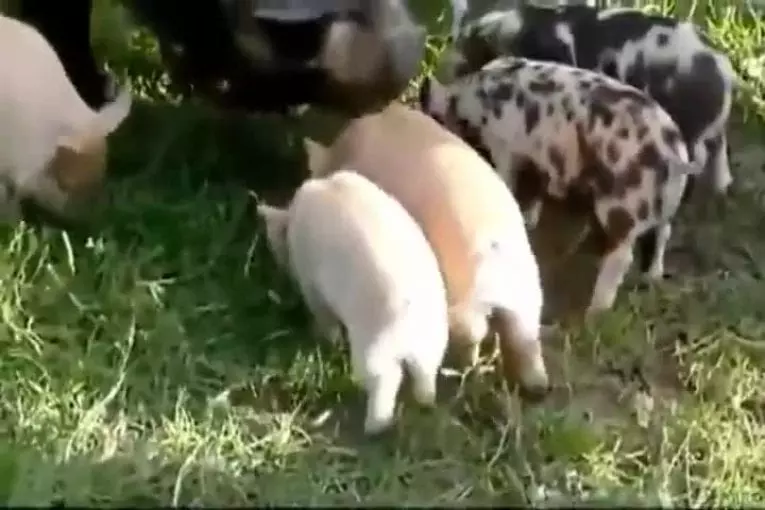 Un porcinet qui sait voler