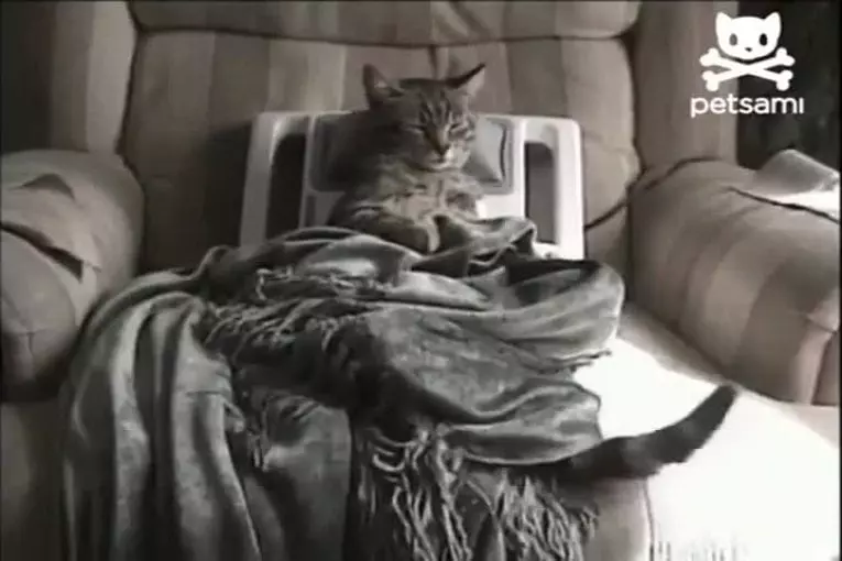 Chat stressé profite d'un massage relaxant