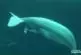Naissance en direct d'un baleineau