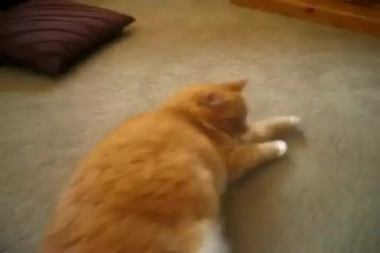 Chat lache un pet