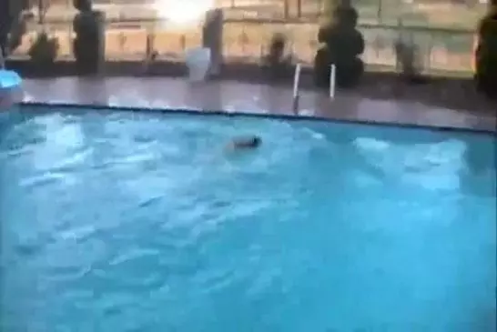 Chien grimpe à l'échelle et saute dans la piscine