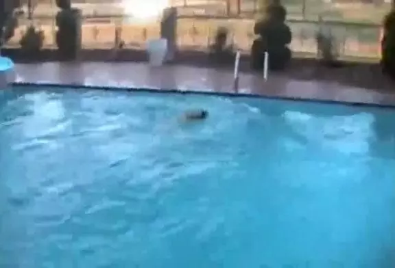 Chien grimpe à l'échelle et saute dans la piscine