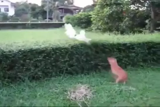 Chien tente de sauter par dessus une haie