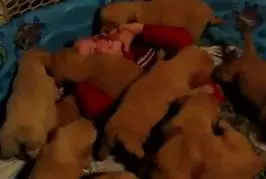 Chiots mangent un jeune garçon vivant