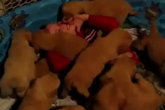 Chiots mangent un jeune garçon vivant