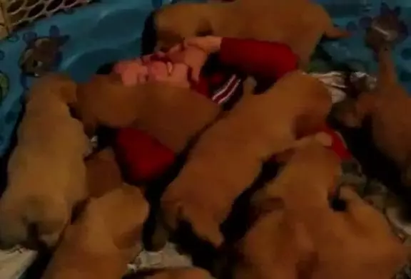 Chiots mangent un jeune garçon vivant