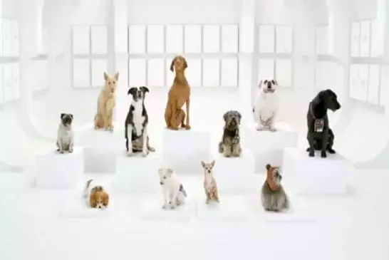 Chorale de chiens