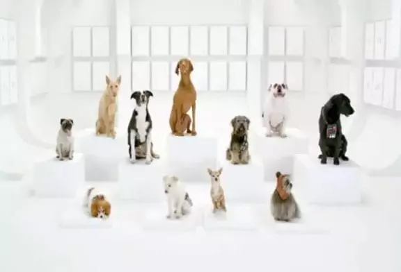 Chorale de chiens