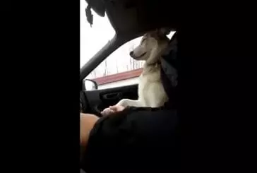 Chien a besoin de tenir une main en voiture