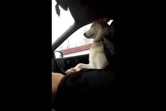 Chien a besoin de tenir une main en voiture