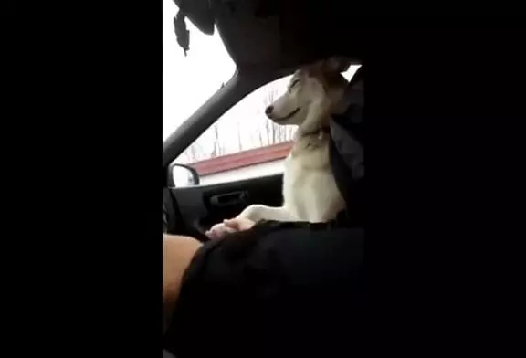 Chien a besoin de tenir une main en voiture