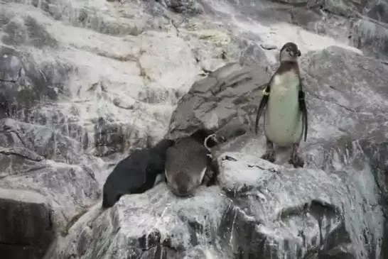 Pingouin fait ses coups en douce