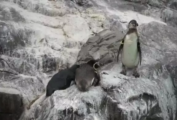 Pingouin fait ses coups en douce