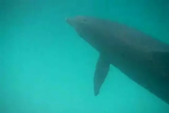 Les dauphins sauvages savent parler