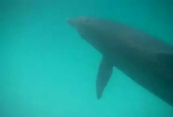 Les dauphins sauvages savent parler