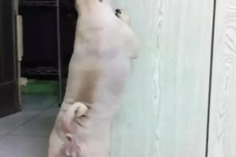 Chien ayant des remords se cache derrière la porte