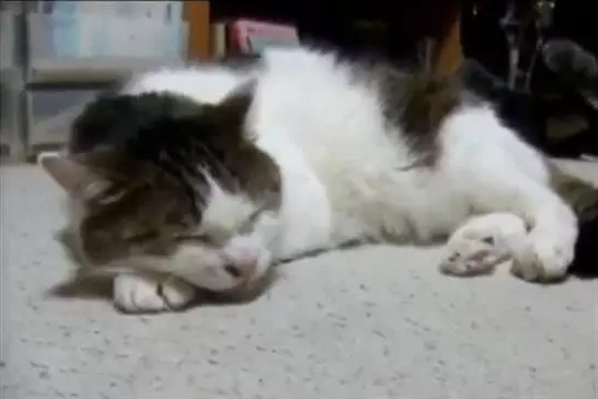 Minou chante le blues