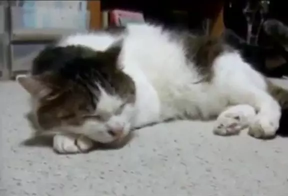 Minou chante le blues