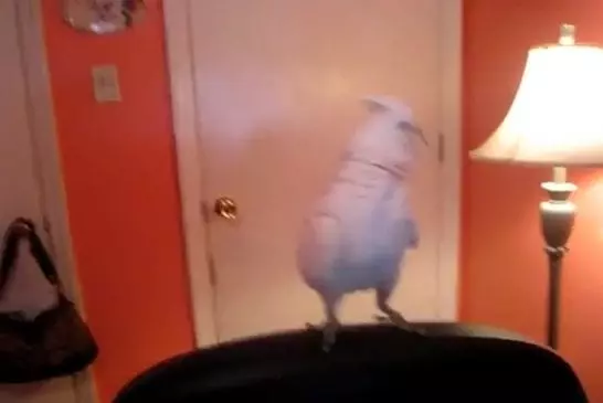 Cet oiseau vous apprend à danser le Dougie-Bougie