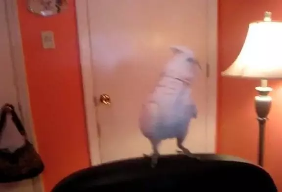 Cet oiseau vous apprend à danser le Dougie-Bougie