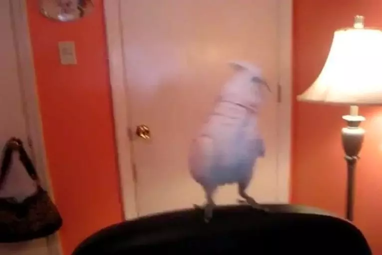 Cet oiseau vous apprend à danser le Dougie-Bougie