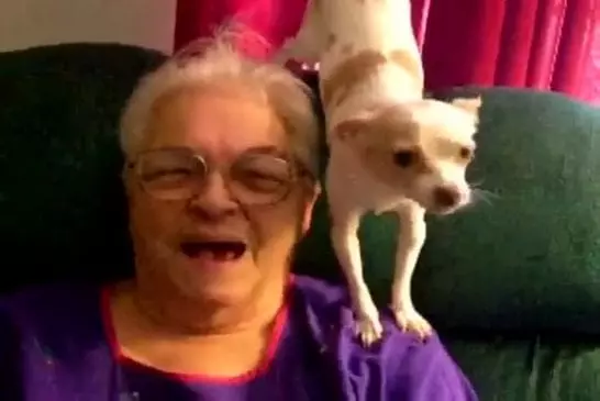 Tio le chihuahua chanteur