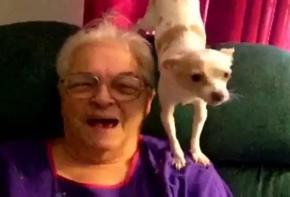 Tio le chihuahua chanteur