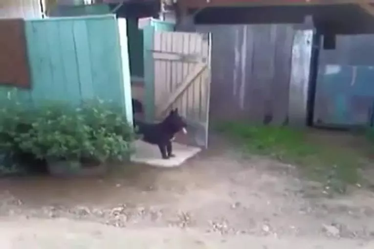 Chien surveille la porte d'entrée