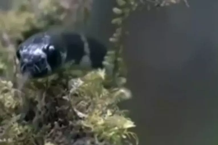 Grenouille joue dans un film d'action