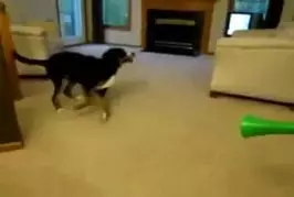 Chien vs Vuvuzela