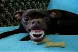 Le chien alien