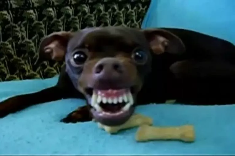 Le chien alien