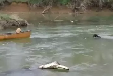 Superdog sauve chiens coincés dans le bateau