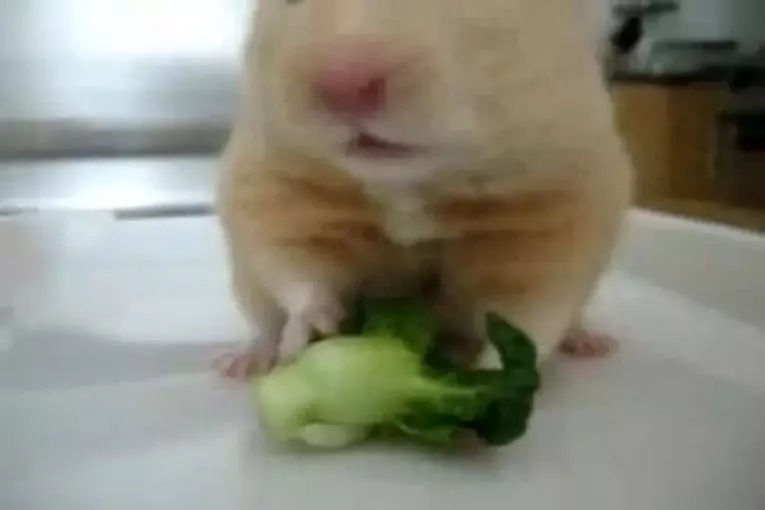 Hamster dramatique