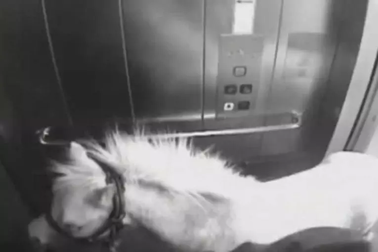 Poney tente de prendre le train