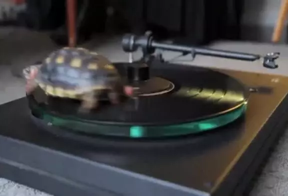 DJ Tortue