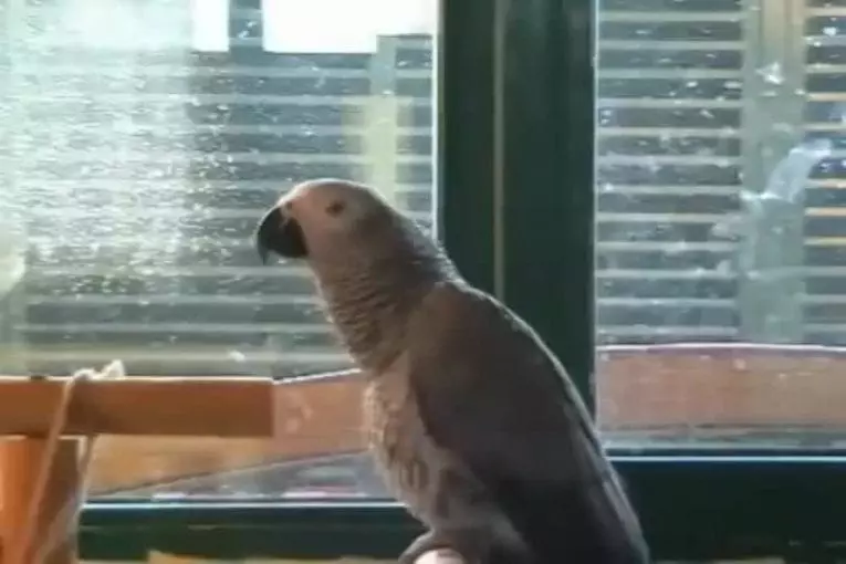 Rokita le perroquet chante el chiki chiki