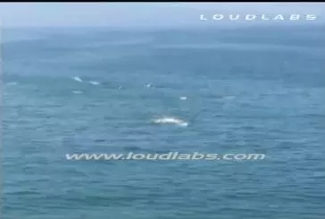 Requin blanc attaque un nageur durant une compétition