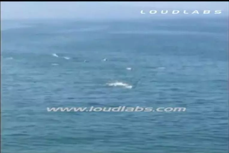 Requin blanc attaque un nageur durant une compétition