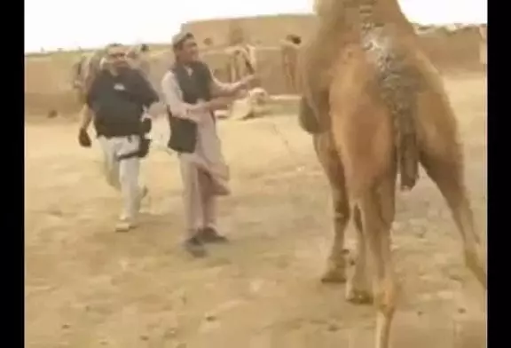 Soldats essaient de grimper sur des chameaux