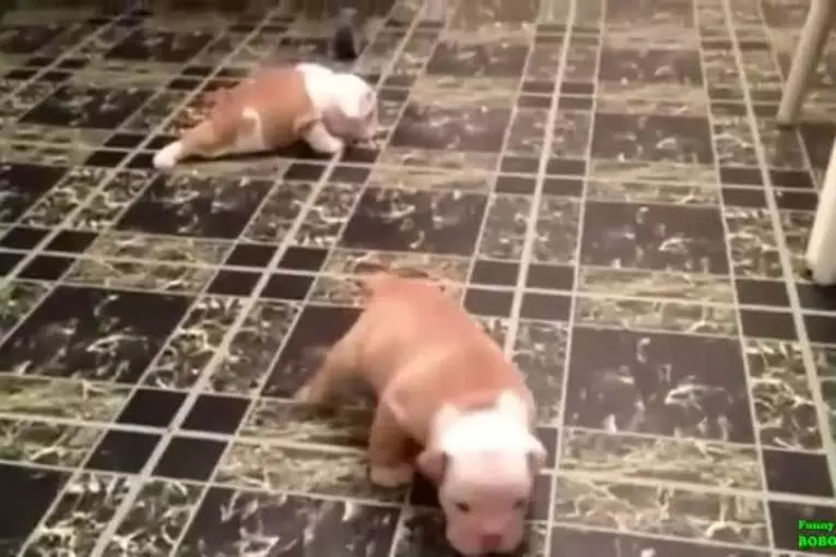 Compilation de chiots qui apprennent à marcher