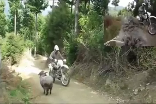 GoPro attachée sur le dos d'un bélier en colère