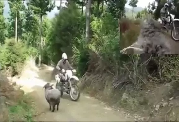 GoPro attachée sur le dos d'un bélier en colère