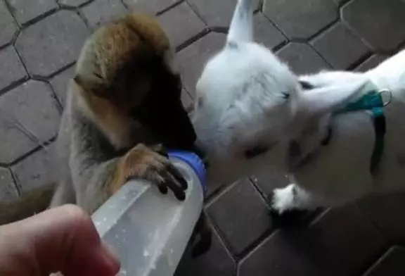Adorable lémurien vs bébé chèvre